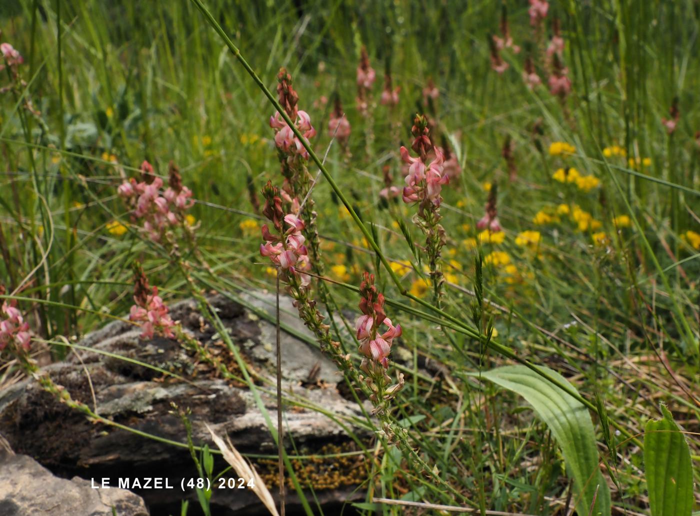 Sainfoin, (Wild) plant